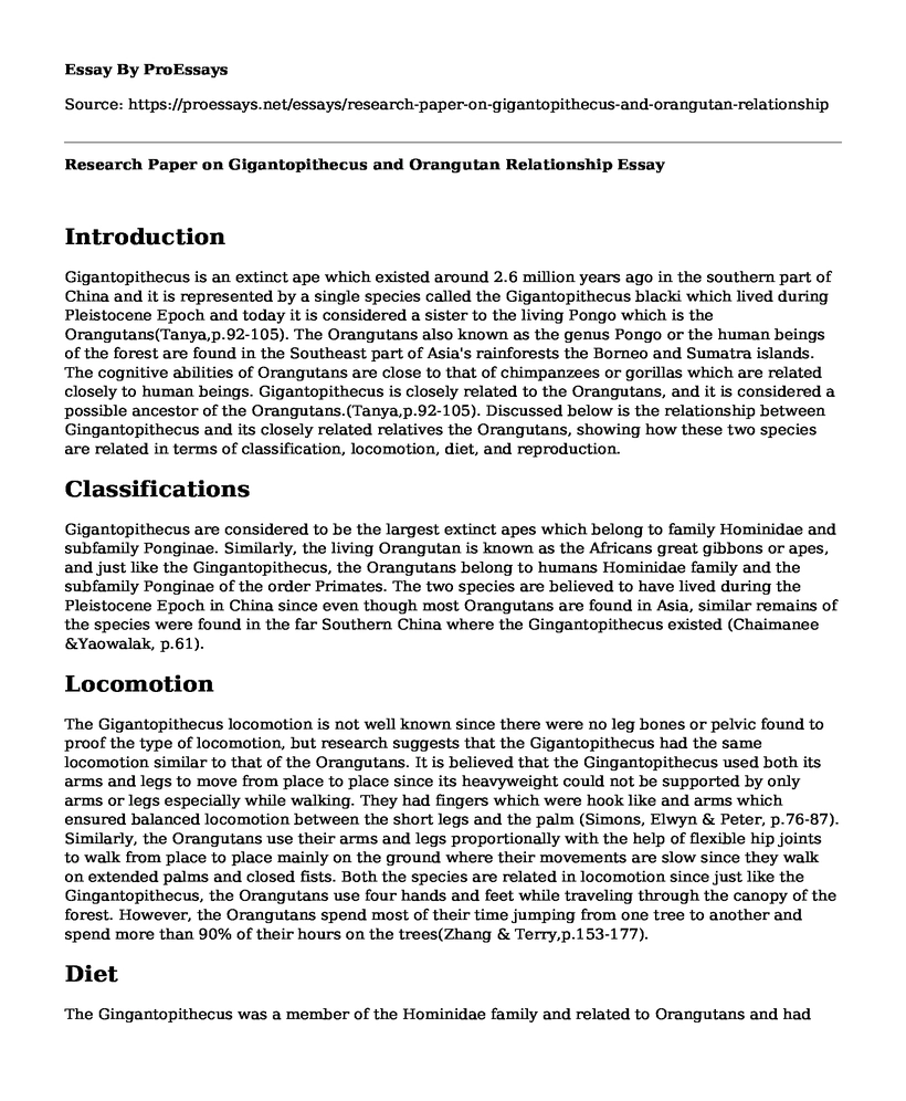 Research Paper on Gigantopithecus and Orangutan Relationship