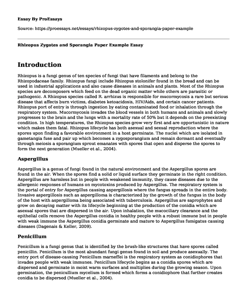 Rhizopus Zygotes and Sporangia Paper Example