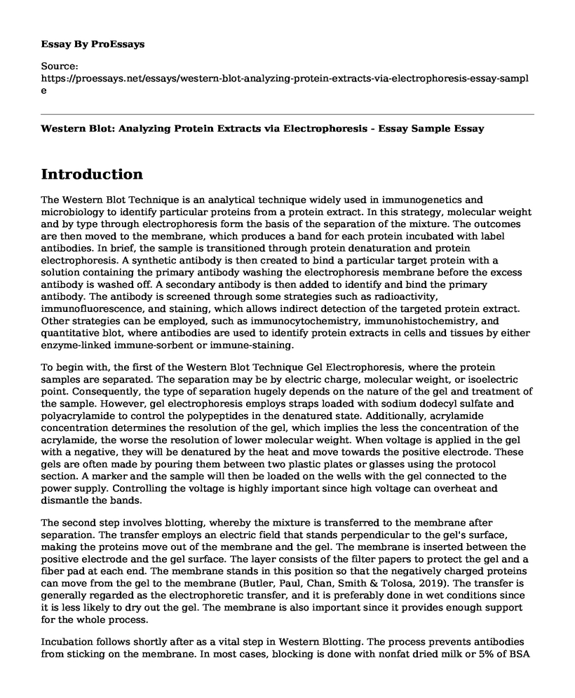 Western Blot: Analyzing Protein Extracts via Electrophoresis - Essay Sample