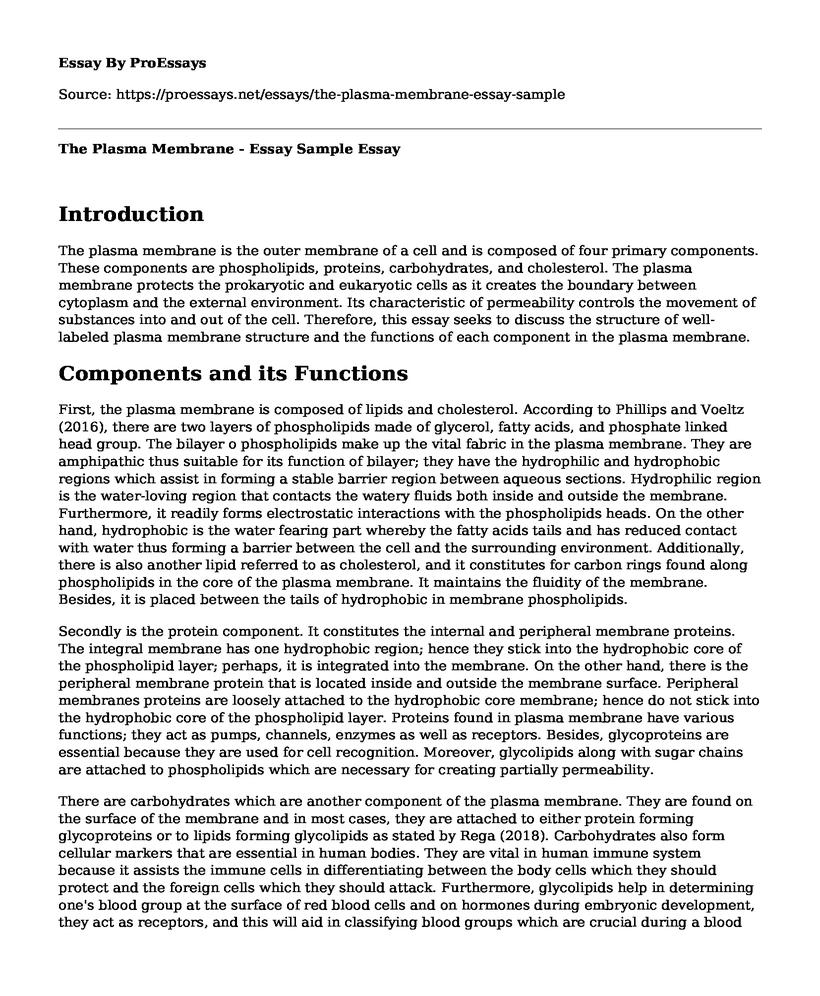 The Plasma Membrane - Essay Sample