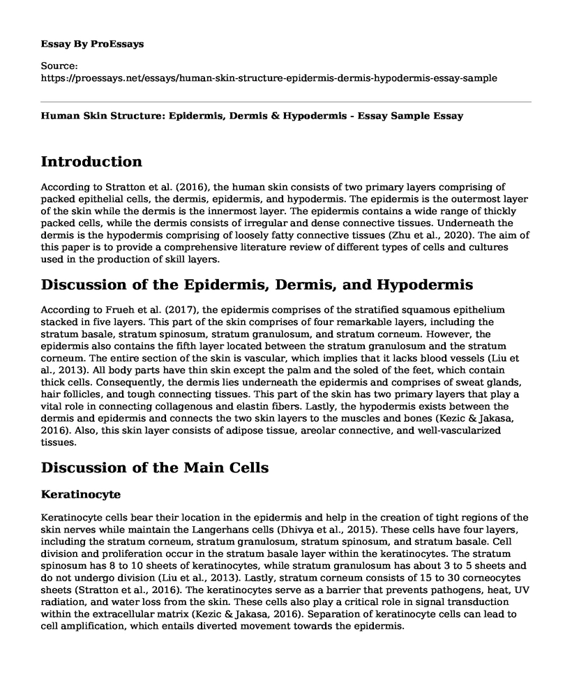 Human Skin Structure: Epidermis, Dermis & Hypodermis - Essay Sample