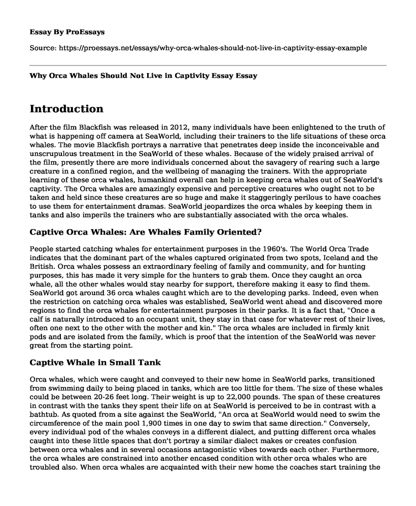 Why Orca Whales Should Not Live in Captivity Essay 